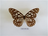 藏品(淡紋青斑蝶)的圖片